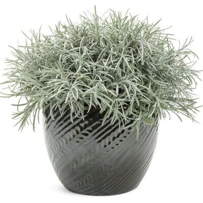 Helichrysum: Icicles (Licorice Plant)