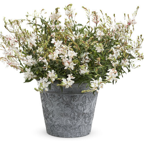 Gaura - Stratosphere: White