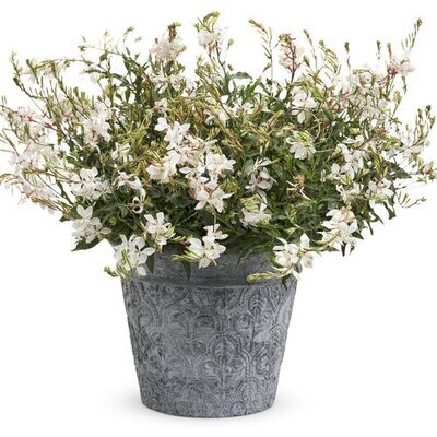 Gaura - Stratosphere: White