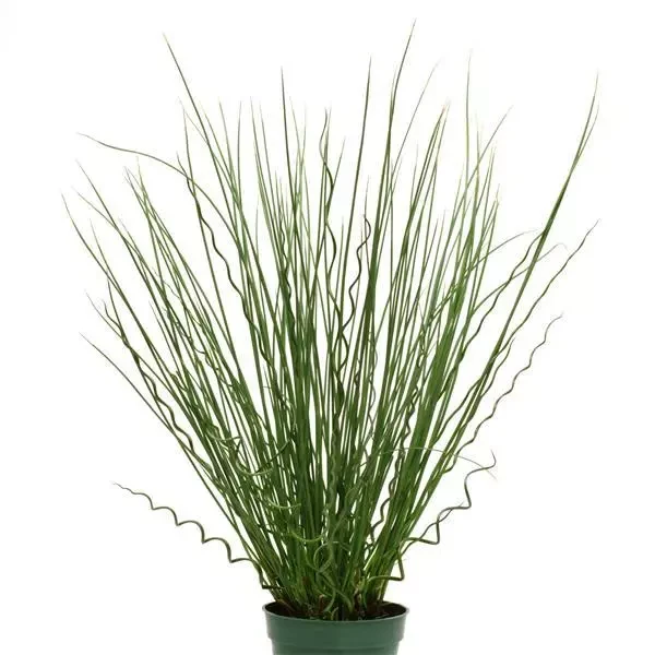 Juncus: Twisted Arrows