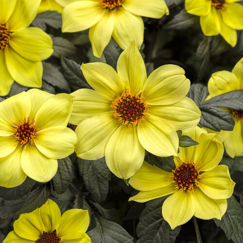 Dahlia: Mystic Illusion