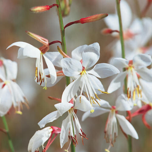 Gaura - Stratosphere: White