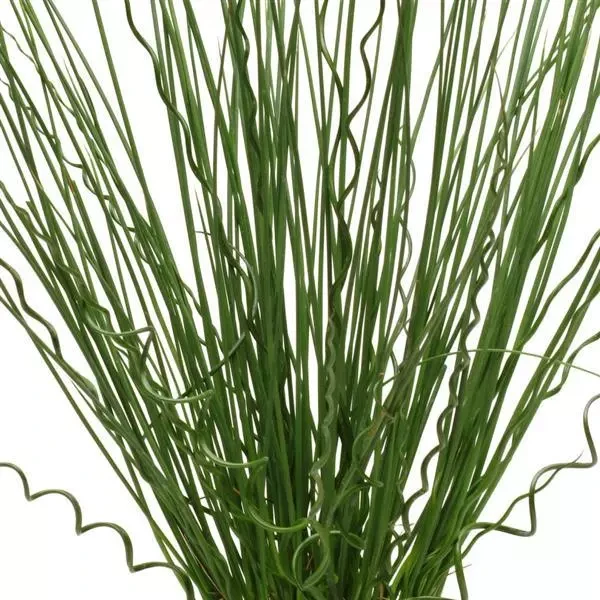 Juncus: Twisted Arrows