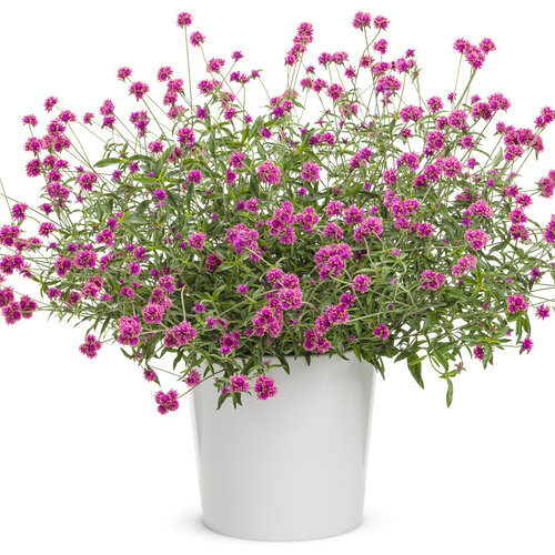 Gomphrena - Truffula: Pink