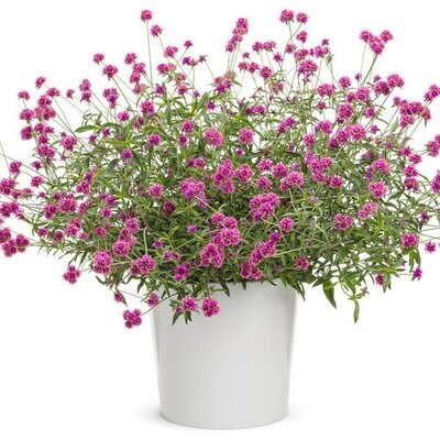 Gomphrena - Truffula: Pink