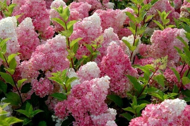 Hydrangea Tree: Vanilla Strawberry