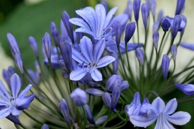 Agapanthus: Africanus (African Lily)