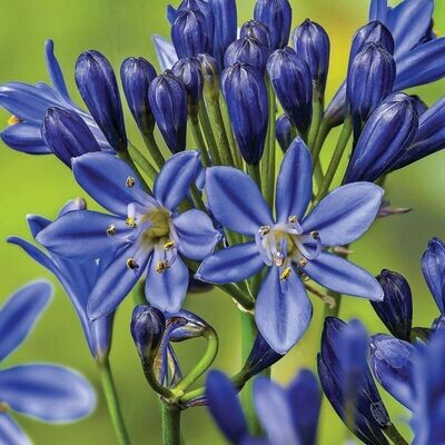 Agapanthus: Summer Love Blue (African Lily)