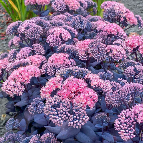 Sedum - Mojave Jewels: Sapphire