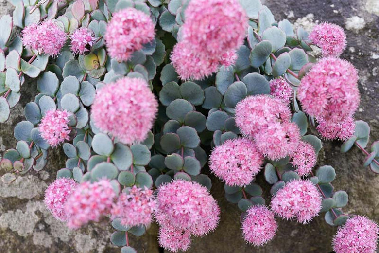 Sedum: Sieboldii (October Daphne)