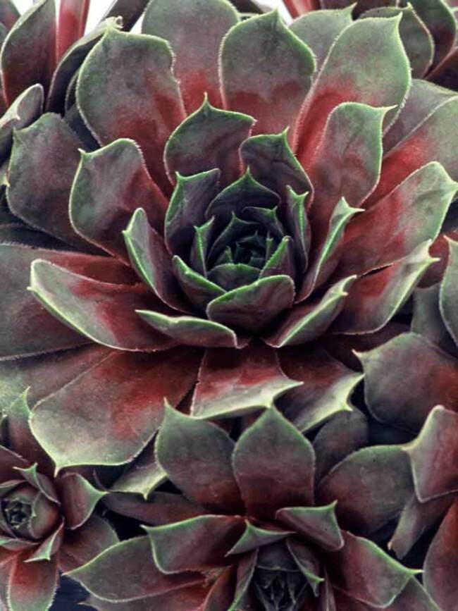 Sempervivum Chick Charms Gold Nugget