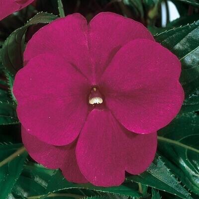 Impatiens - New Guinea: ColorPower Violet