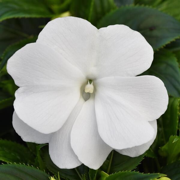 Impatiens - New Guinea: ColorPower White