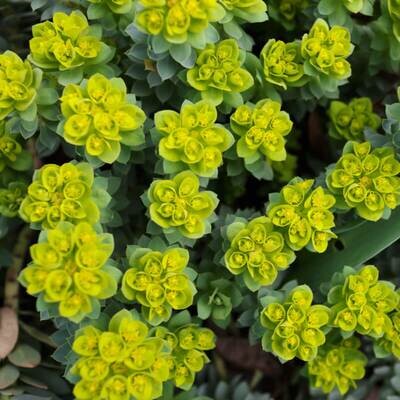 Euphorbia: Myrsinites