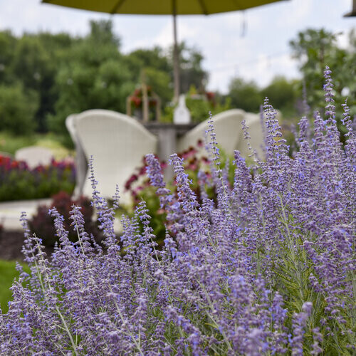 Perovskia: Denim 'n Lace (Russian Sage)