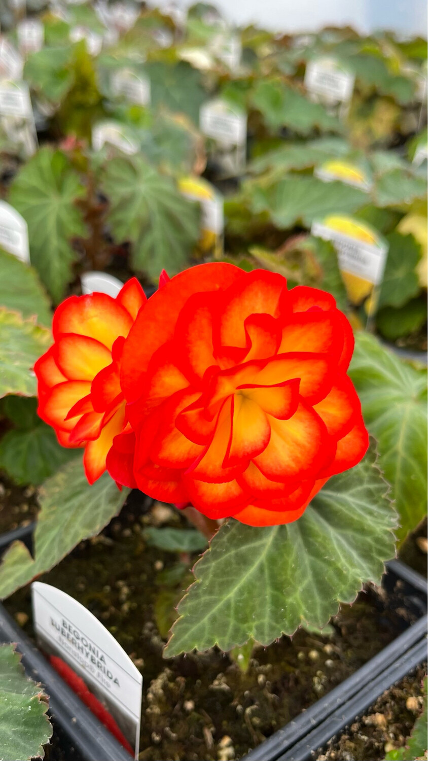Begonia - Nonstop: Fire