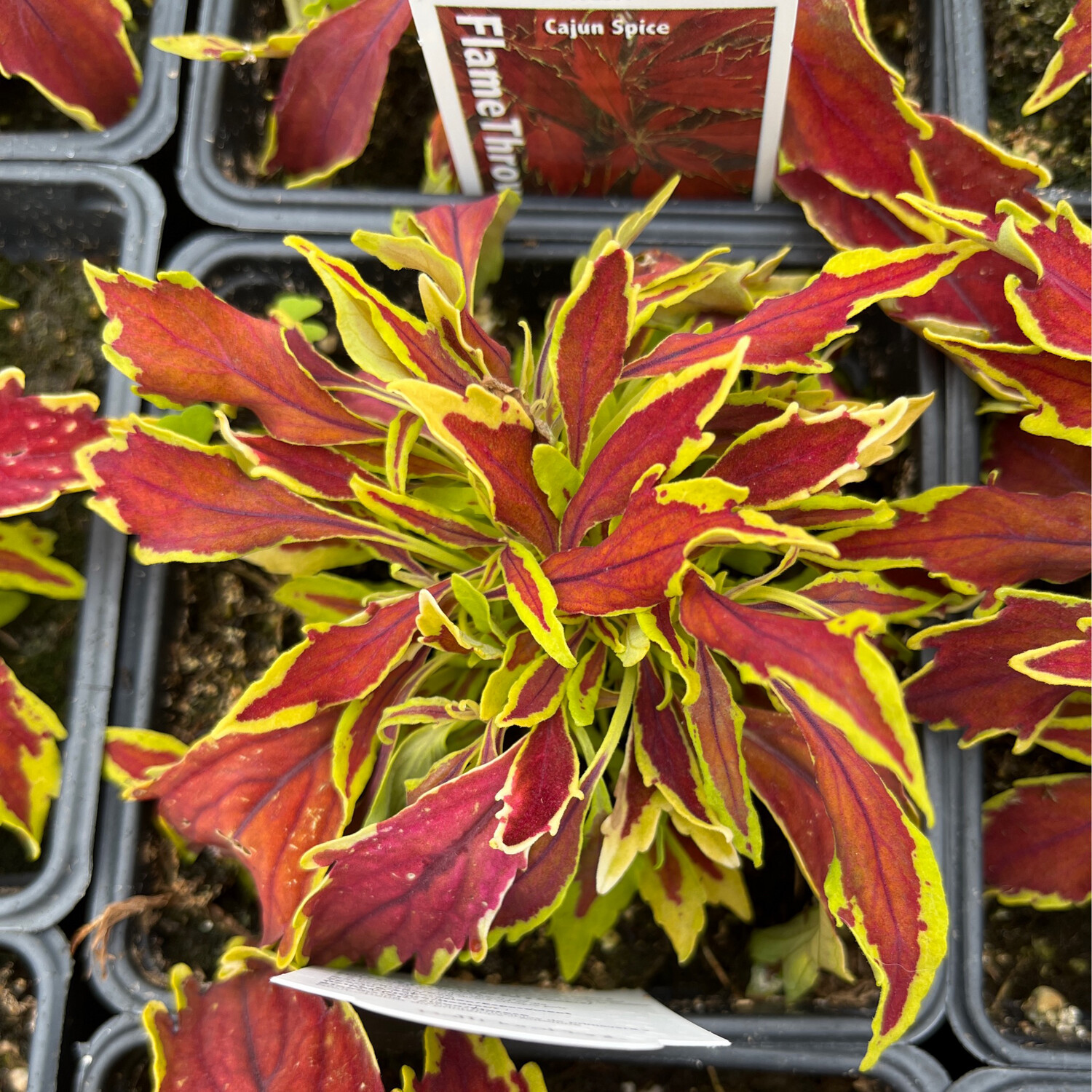 Coleus - FlameThrower: Cajun Spice