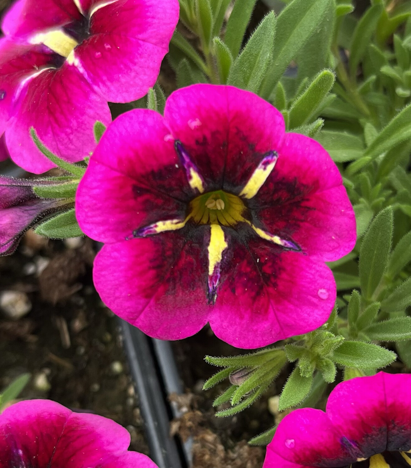 Calibrachoa - Cabaret: Good Night Kiss