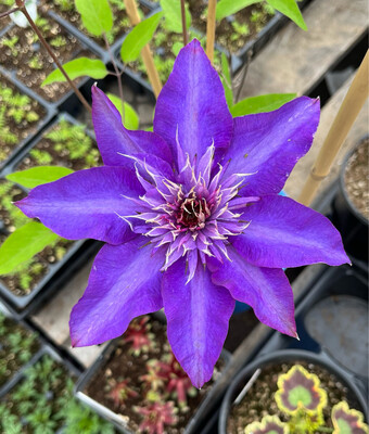 Clematis: The President