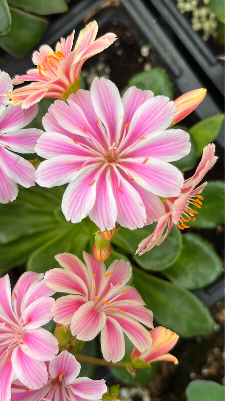 Lewisia: Cotyledon Elise Mix