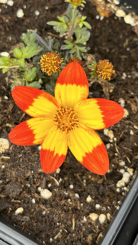 Bidens - Namid: Red with Yellow Eye