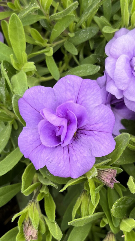 Calibrachoa - MiniFamous: Neo Double Silver Blue