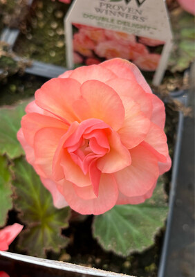 Begonia - Double Delight: Blush Rose