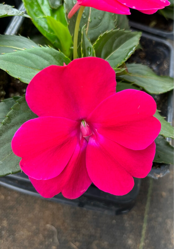 Impatiens - Sunpatiens: Compact Rose Glow