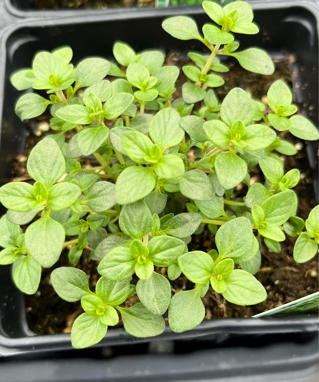 Thyme: Lemon