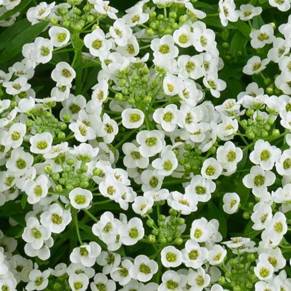 Lobularia – Stream: Compact White
