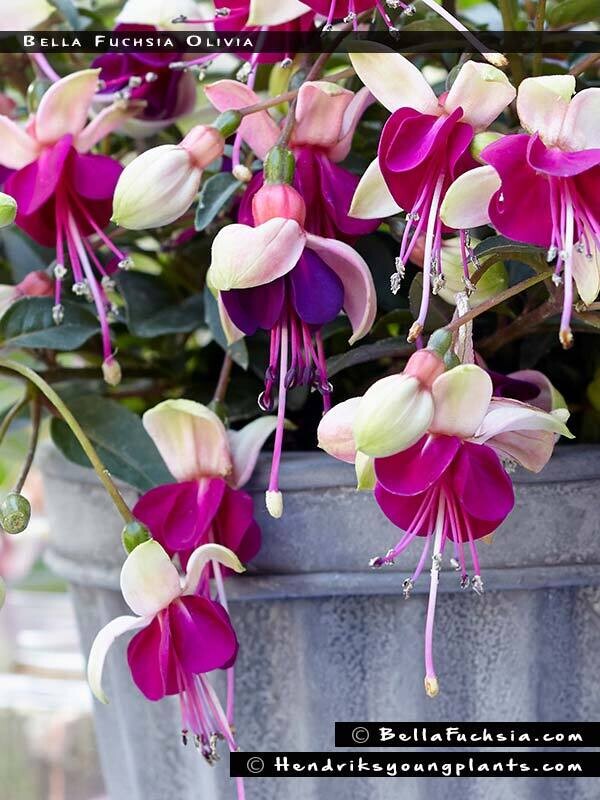 Fuchsia - Bella: Olivia