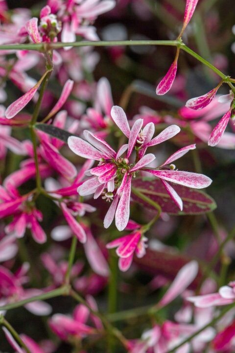 Euphorbia - Starblast: Pink