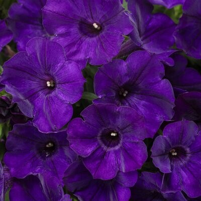 Petunia - Supertunia: Royal Velvet