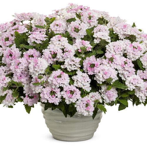 Verbena - Superbena: Pink Cashmere