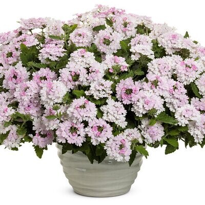 Verbena - Superbena: Pink Cashmere