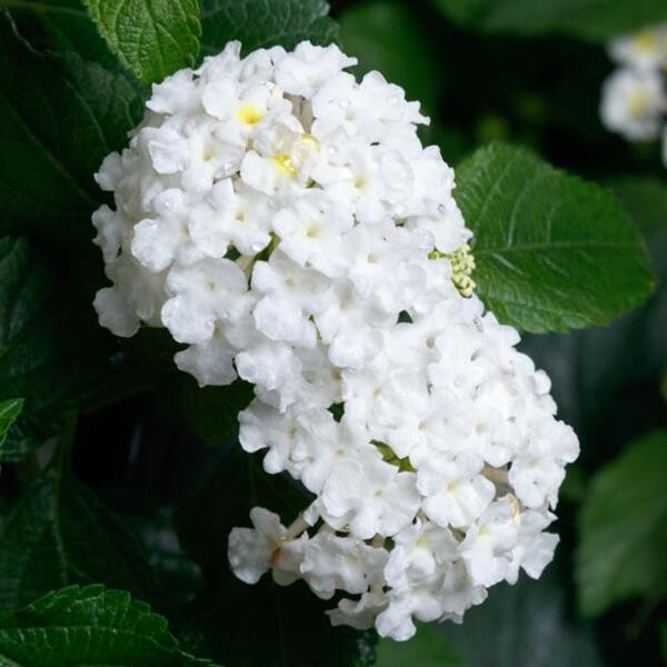 Lantana - SunDance: White