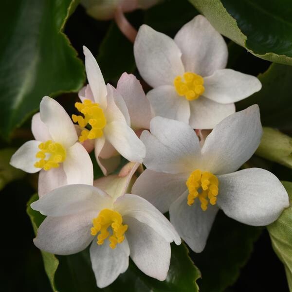 Begonia - Dragon Wing: White (Green Leaf)