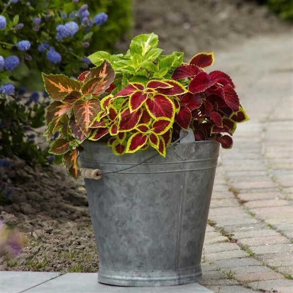 Coleus: Wizard Mix