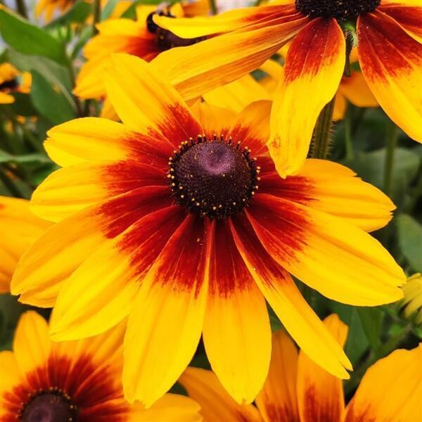 Rudbeckia - Sunspot: Yellow Bicolor