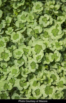 Trifolium - 4 Luck: Green Glow