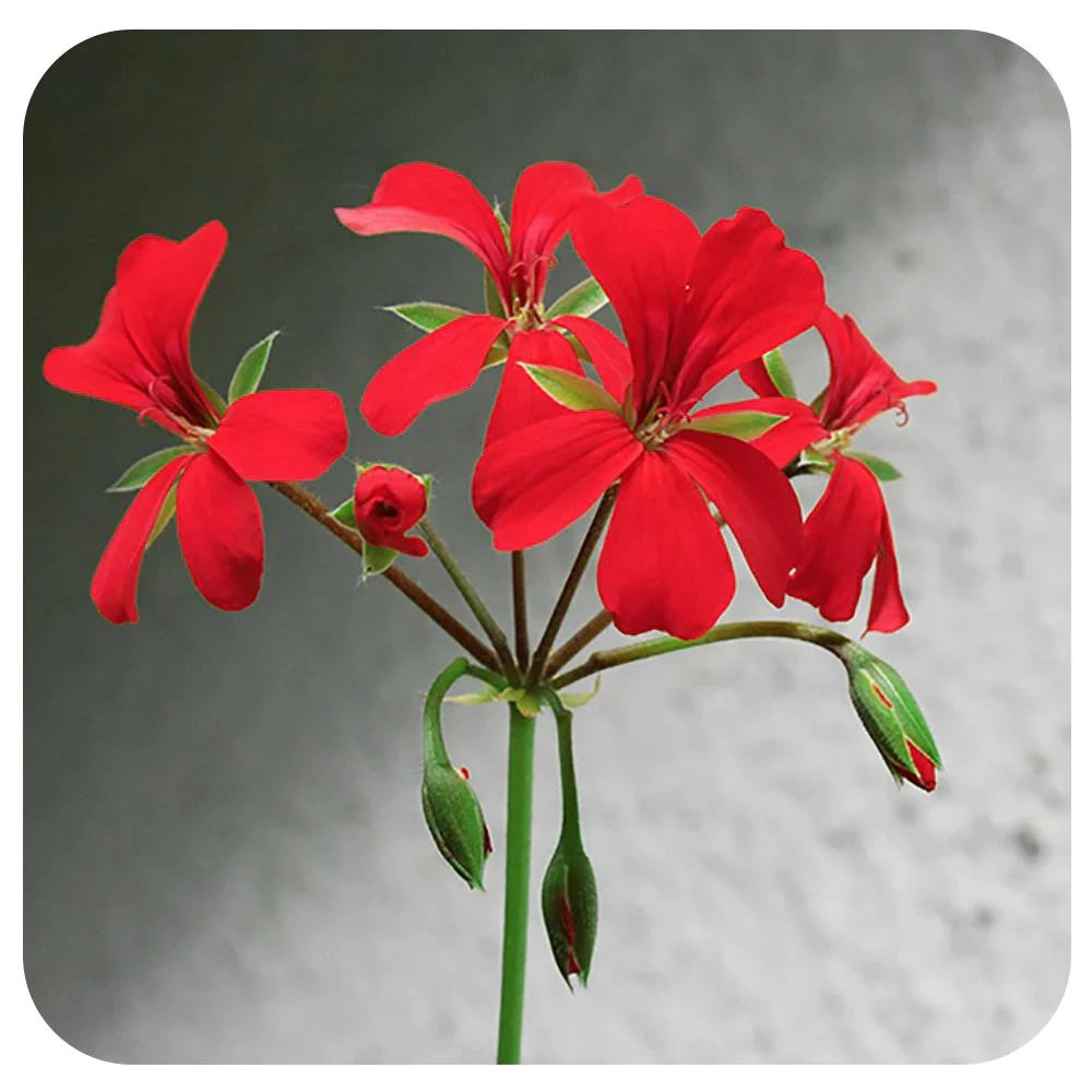 Ivy Geranium - Mini Cascade: Red