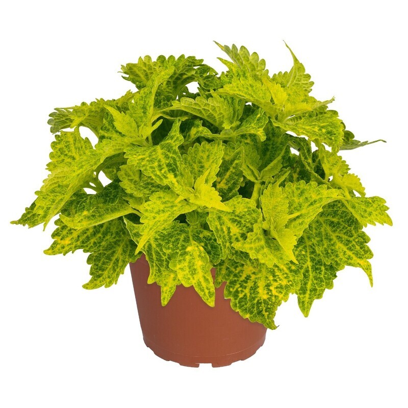 Coleus - Main Street: River Walk