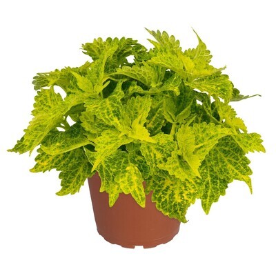 Coleus - Main Street: River Walk