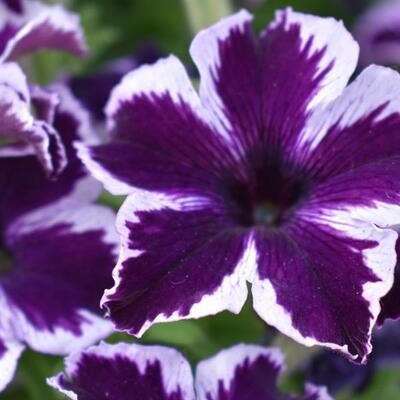 Petunia - Crazytunia: Cosmic Violet
