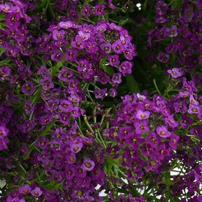 Lobularia – Stream Compact: Purple
