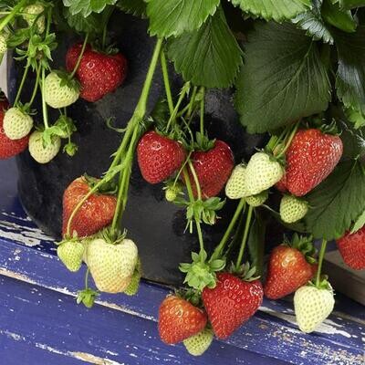Strawberry - Berri Basket: Ruby