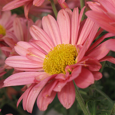 Chrysanthemum - Mammoth: Coral Daisy