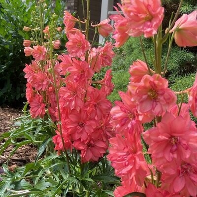 Delphinium: Red Lark