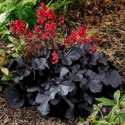 Heuchera: Black Forest Cake