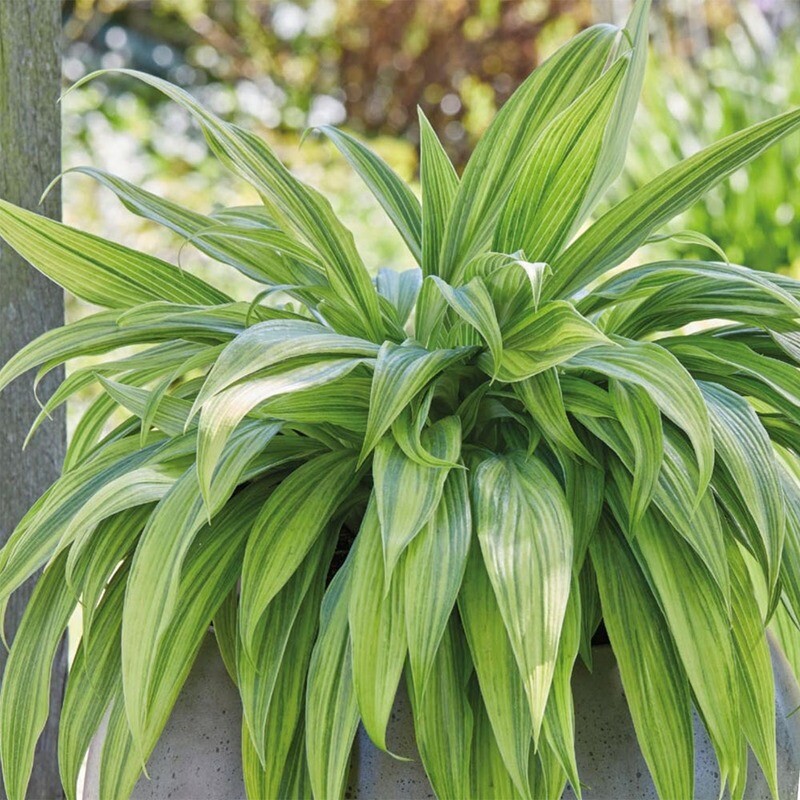 Hosta: Hyuga Urajiro